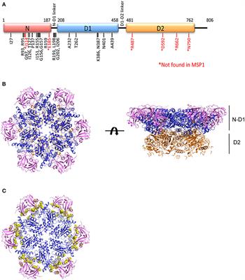 Mutations in the Human AAA+ Chaperone p97 and Related Diseases